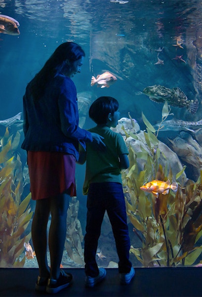 Visitors observing marine life at the Aquarium of the Pacific, Los Angeles.