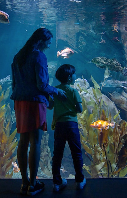 Visitors observing marine life at the Aquarium of the Pacific, Los Angeles.