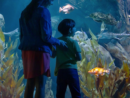 Visitors observing marine life at the Aquarium of the Pacific, Los Angeles.