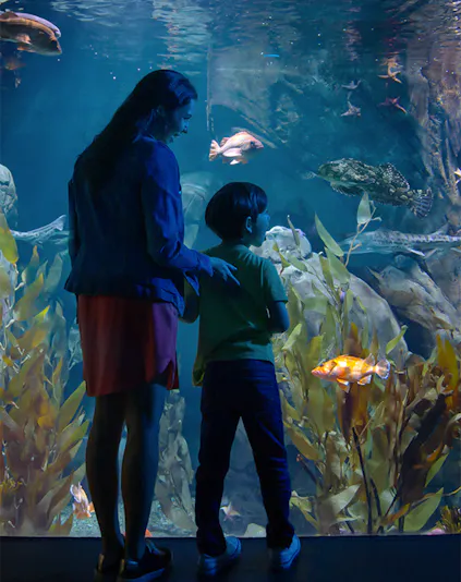 Visitors observing marine life at the Aquarium of the Pacific, Los Angeles.