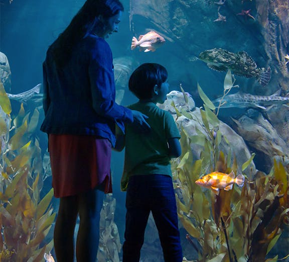 Visitors observing marine life at the Aquarium of the Pacific, Los Angeles.
