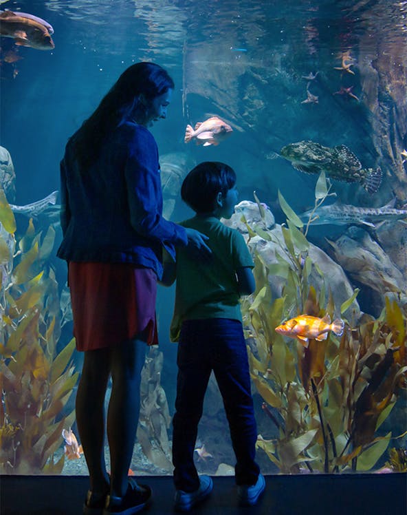 Visitors observing marine life at the Aquarium of the Pacific, Los Angeles.