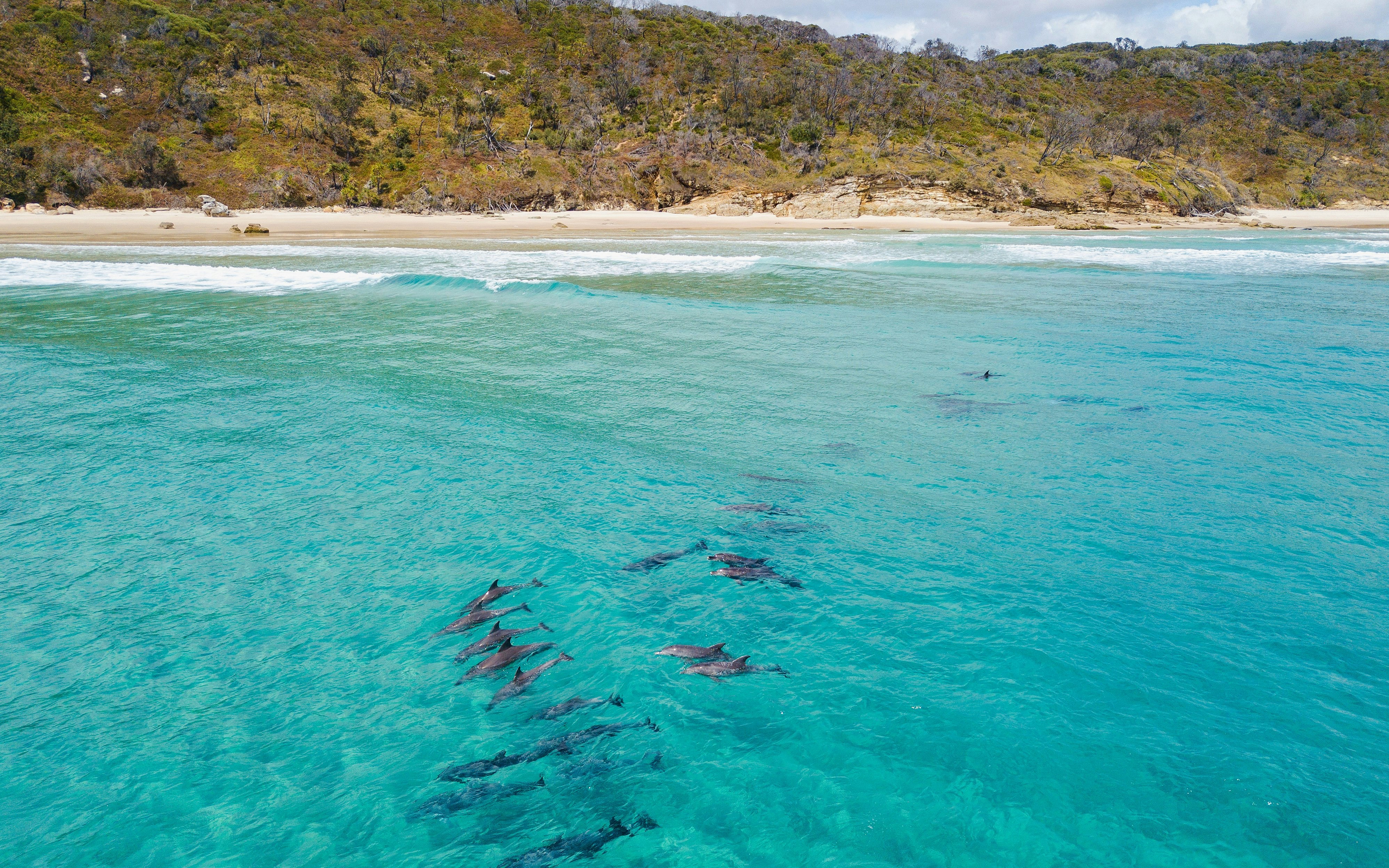 Dolphin pod swimming near Moreton Island, Australia with beach and forest in background.