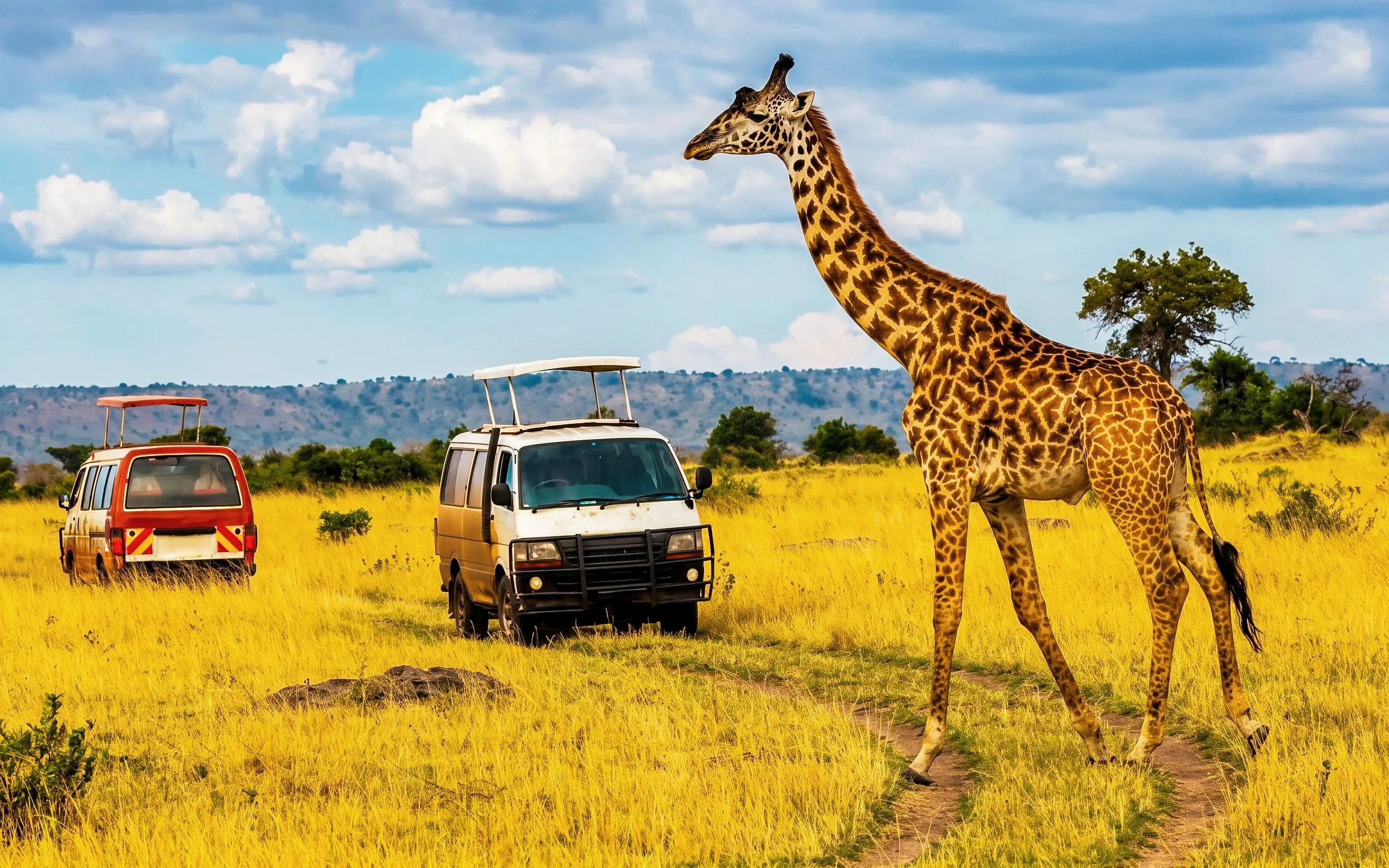 Safari vans and giraffe in Masai Mara National Park, Kenya.