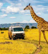 Safari por la tarde