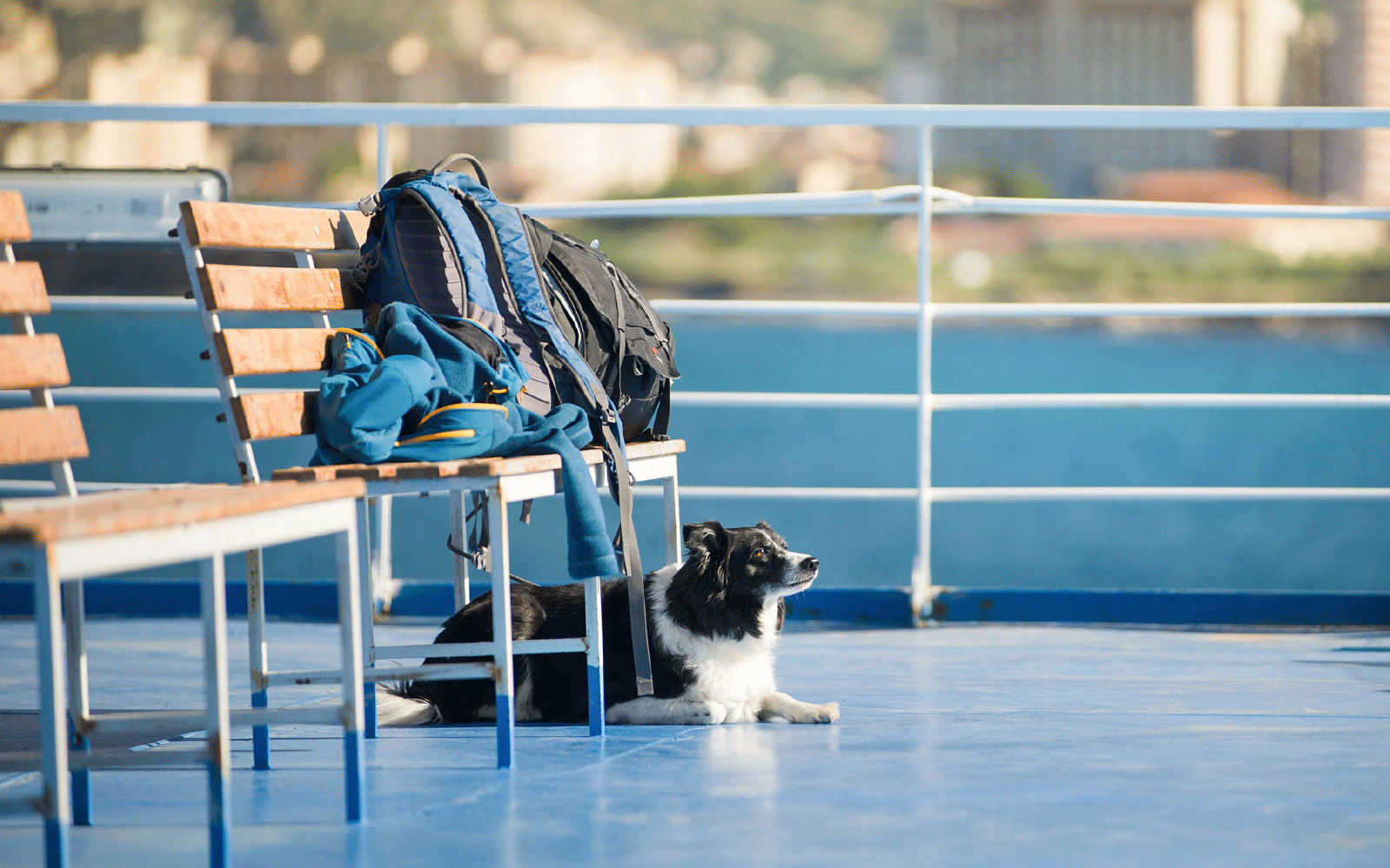 Dog sitting with luggage on ferry
