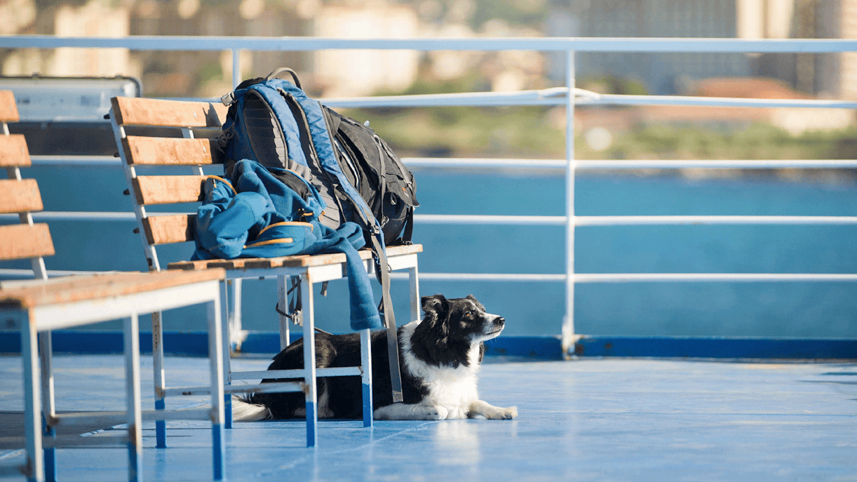 Dog sitting with luggage on ferry