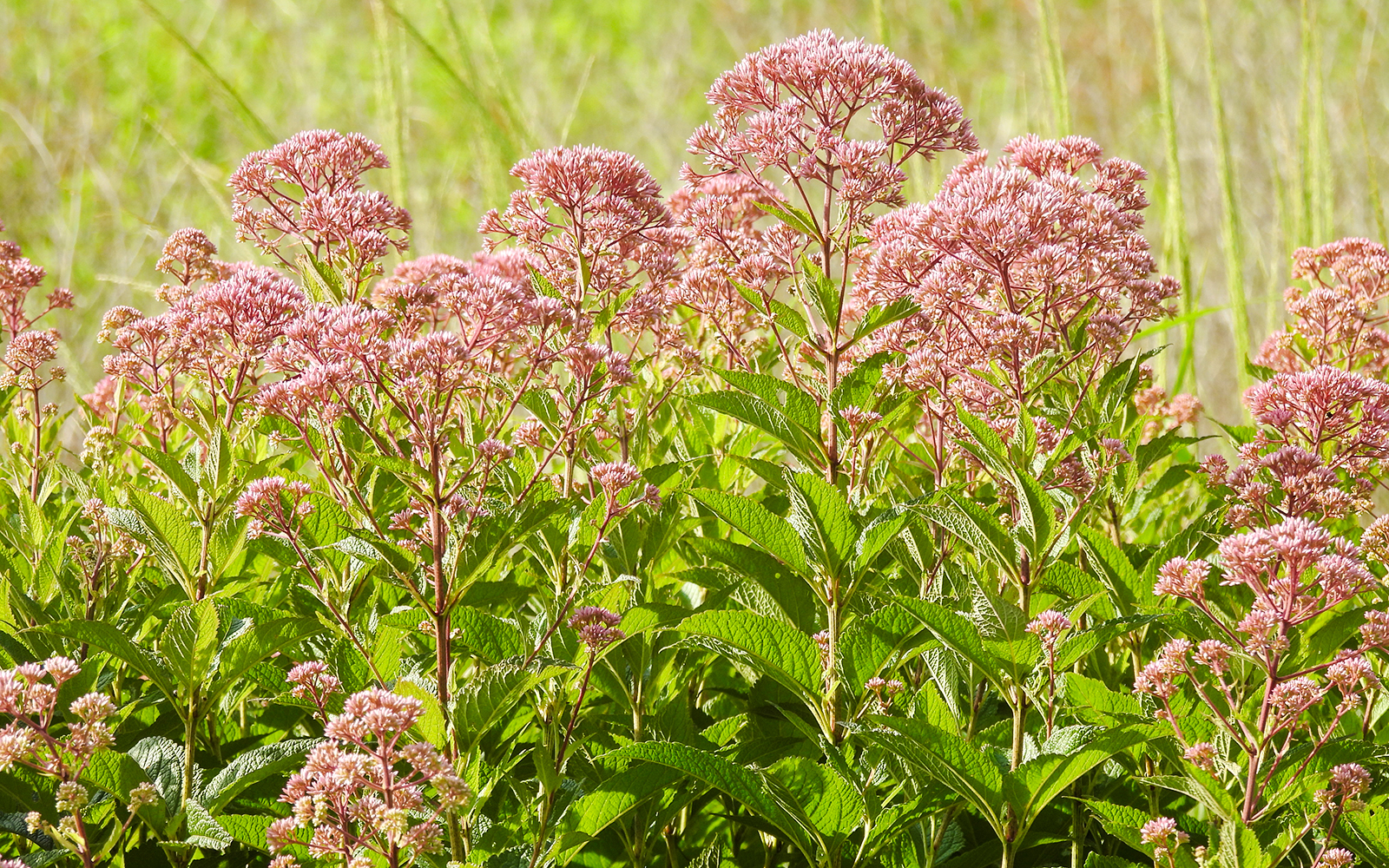 Coastal Joe-Pye Weed growing in a lush green field.