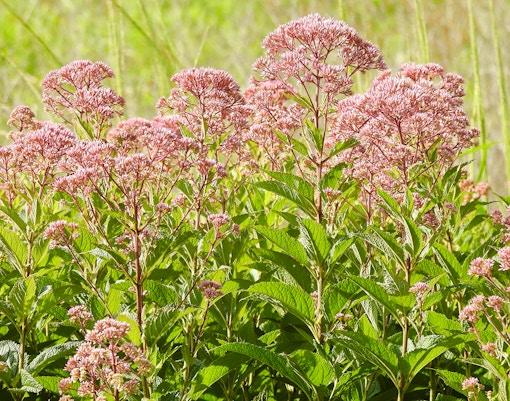Coastal Joe-Pye Weed growing in a lush green field.