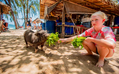 Young girl feeding a pig on Koh Samui Pig Island Speedboat Tour.