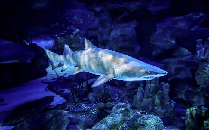 Sand tiger shark swimming at Aquaria KLCC, Kuala Lumpur.
