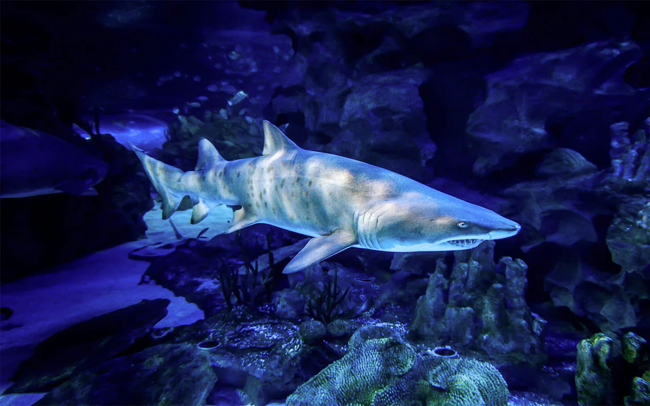 Combo: Biglietti per l'Aquaria KLCC + Petrosains Discovery Centre — 7