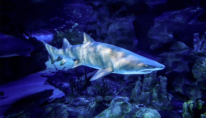 Aquaria KLCC - Sunway Lagoon Tickets