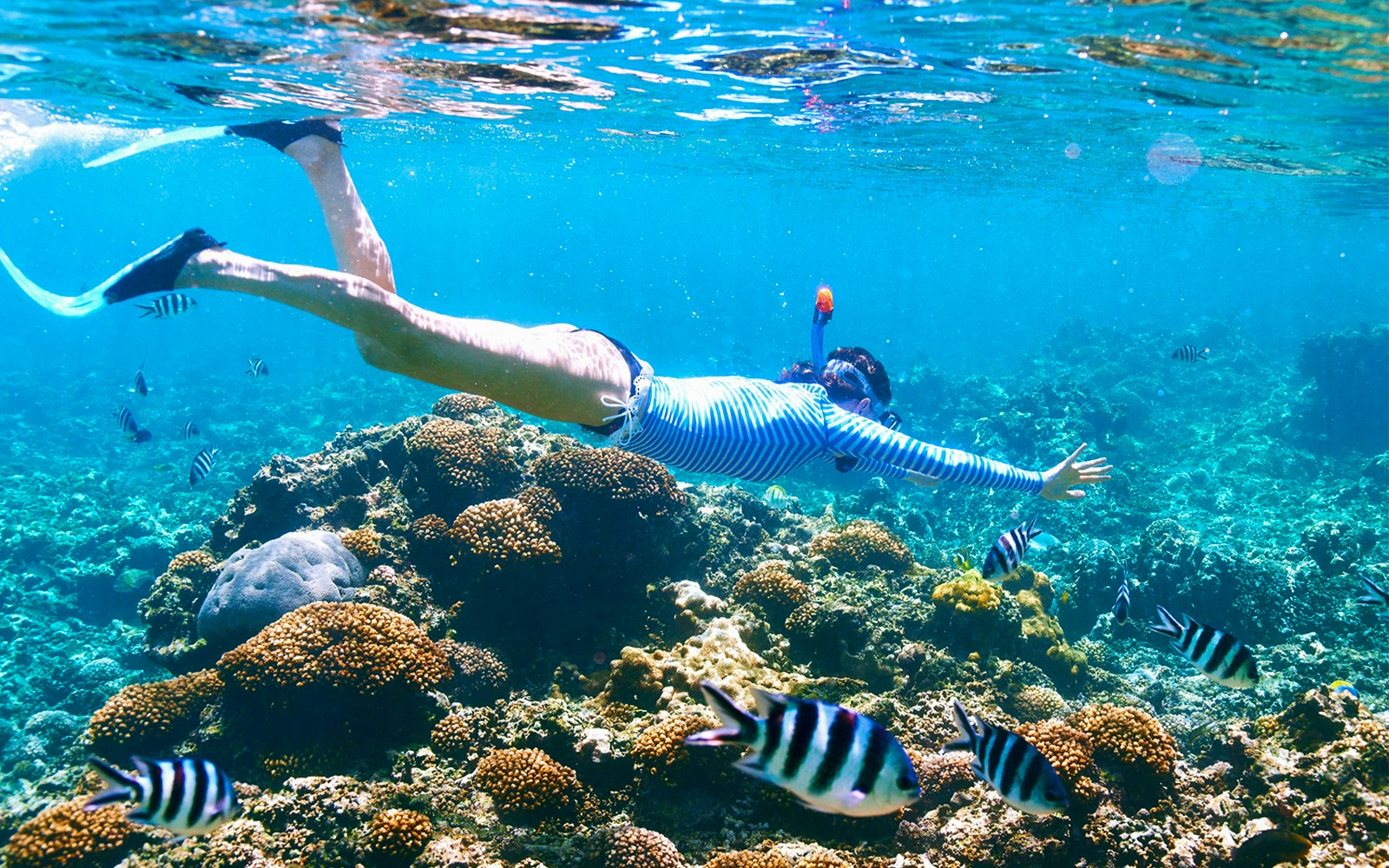 Snorkeler exploring coral reef with fish in Hurghada during dolphin watching cruise.