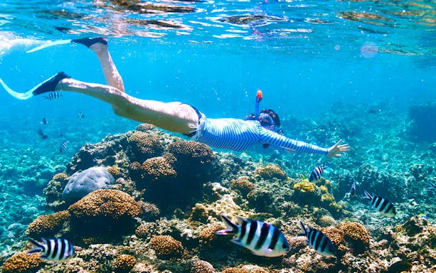 Snorkeler exploring coral reef with fish in Hurghada during dolphin watching cruise.