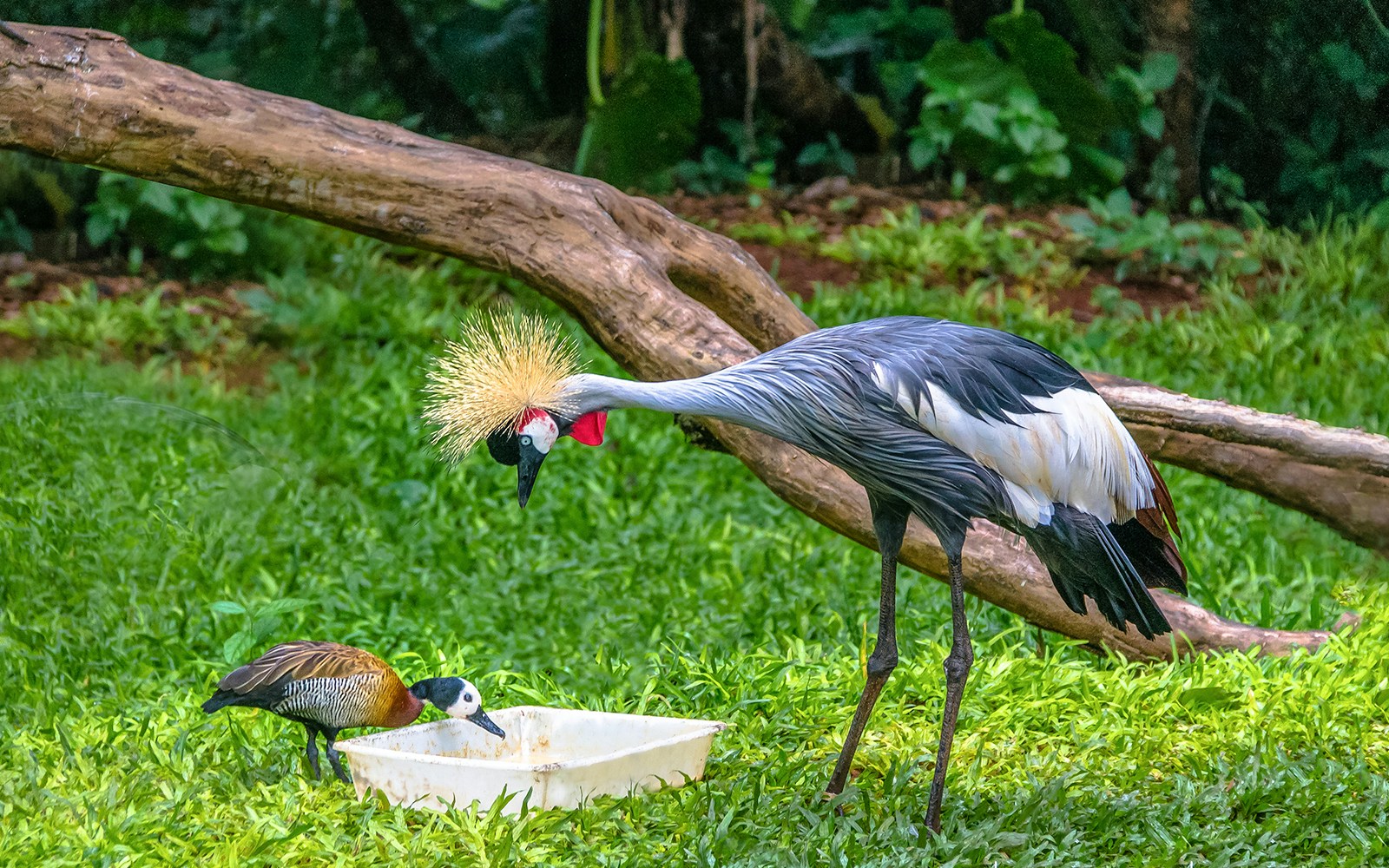 Gray Crowned Crane bird and duck eating at Parque das Aves - Foz do Iguacu, Parana, Brazil