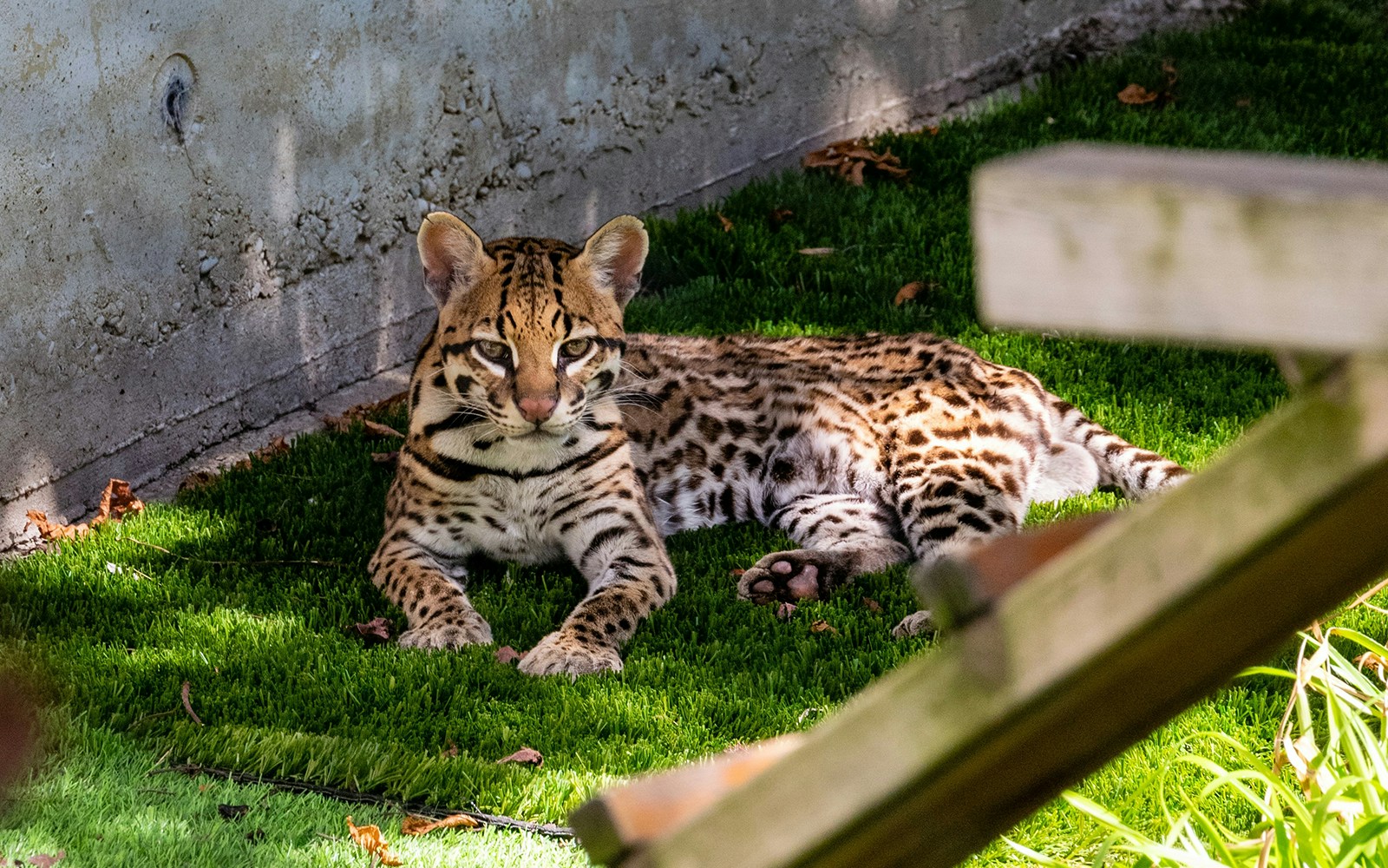 Portrait of ocelot in zoo, in front of a grey wall