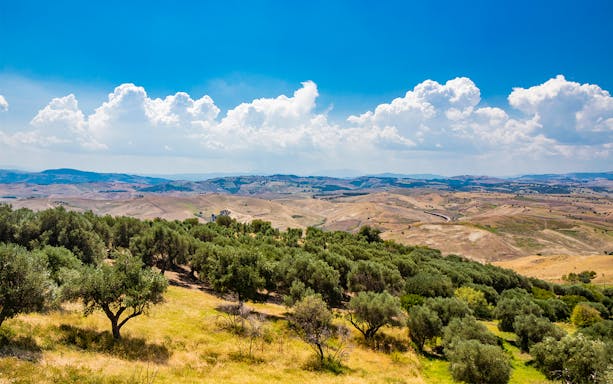 Rolling hills and olive groves between Bari International Airport and Matera.