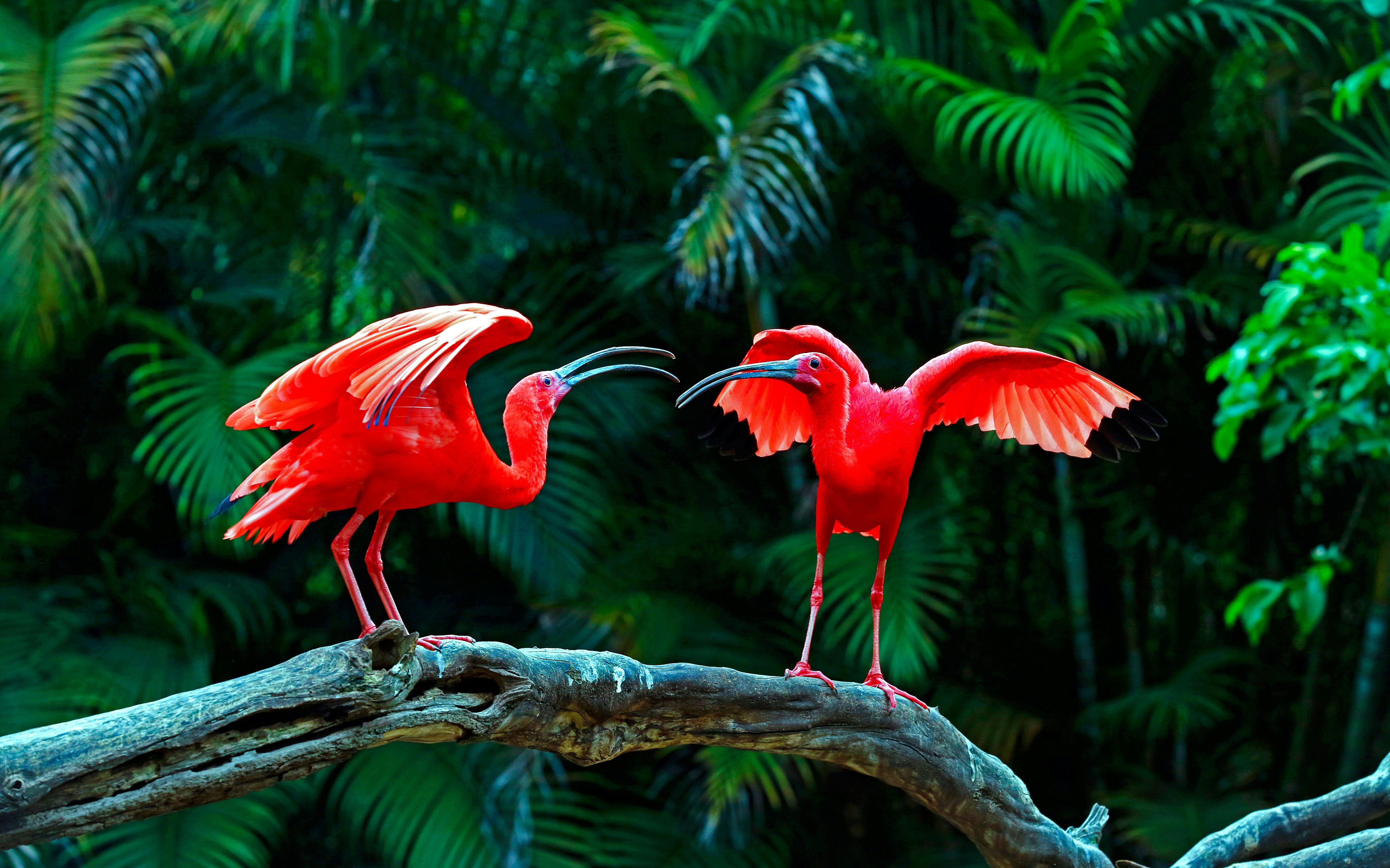 Scarlet Ibis pair on a branch in lush green forest.