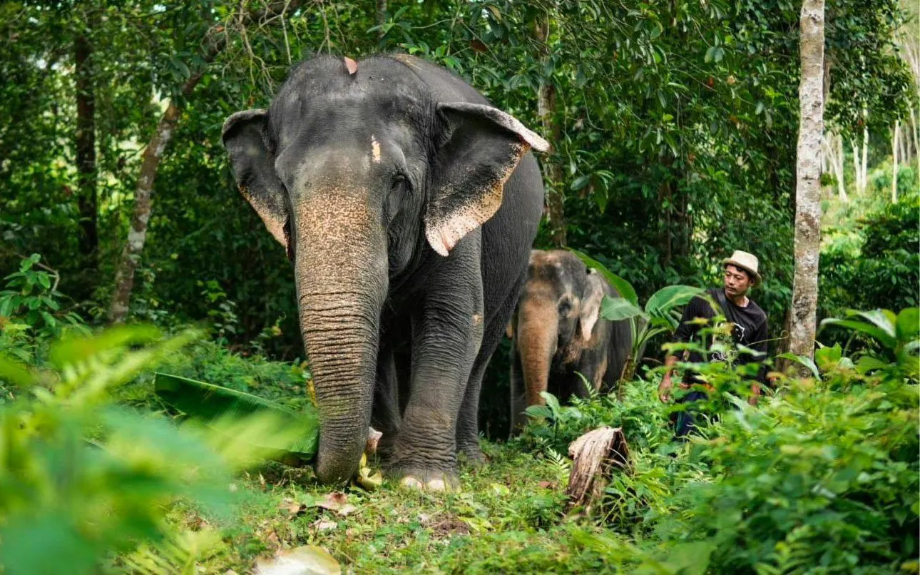 Asian elephants walking in lush jungle at Phuket Elephant Care.