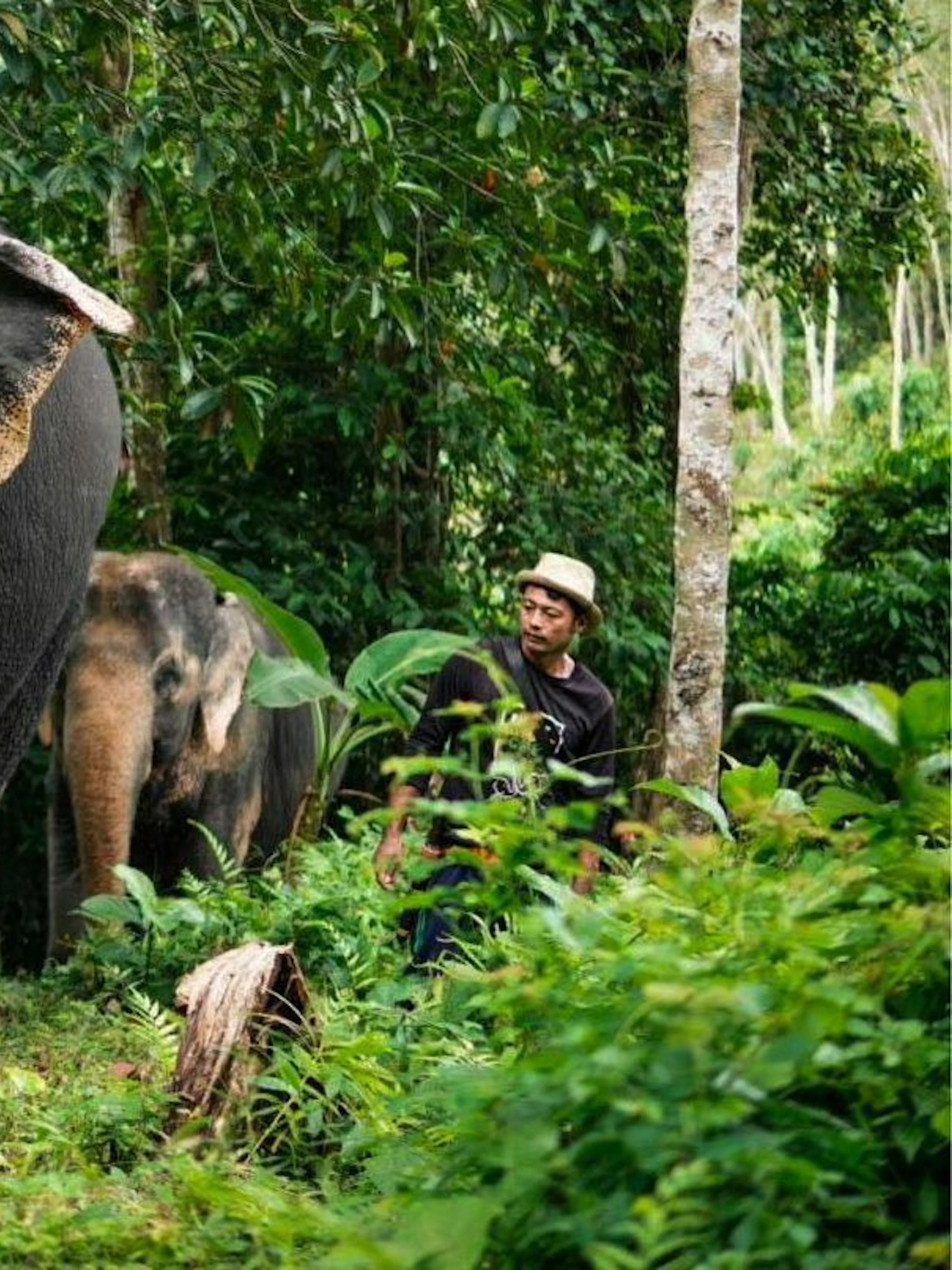 Asian elephants walking in lush jungle at Phuket Elephant Care.