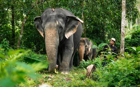 Asian elephants walking in lush jungle at Phuket Elephant Care.