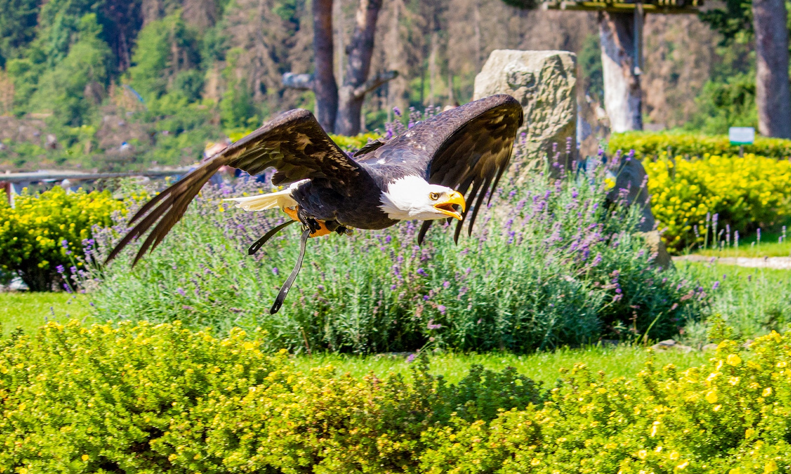 Egale at Dubai Safari Park