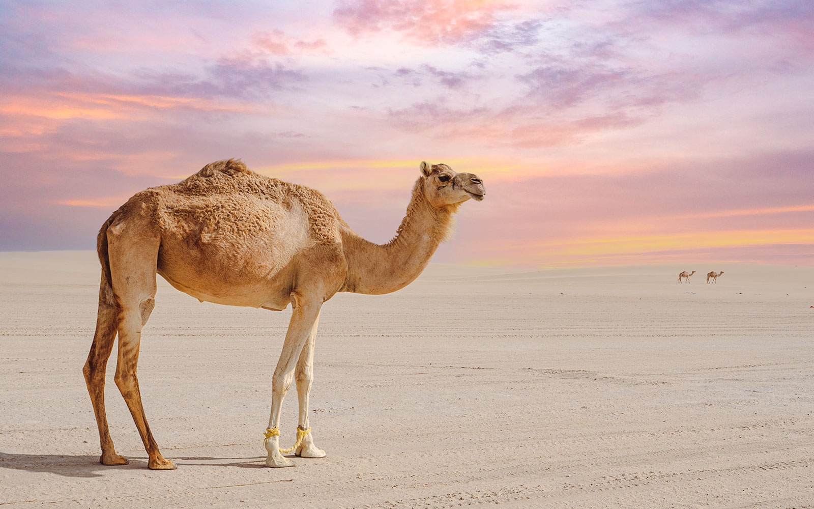Camel standing on Doha beach at sunset.