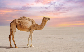 Camel standing on Doha beach at sunset.