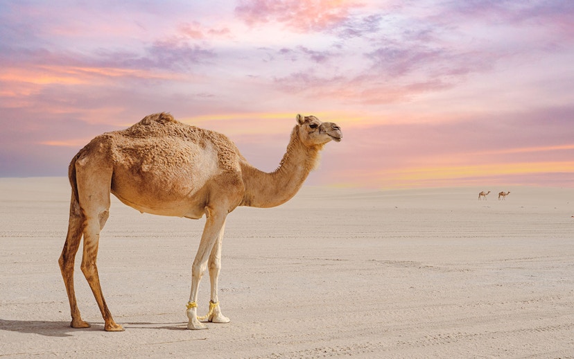 Camel standing on Doha beach at sunset.