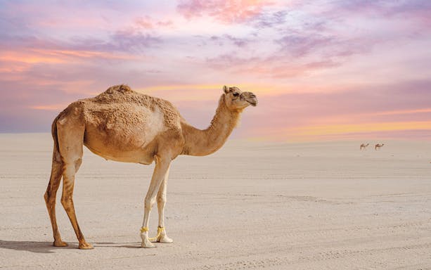Camel standing on Doha beach at sunset.