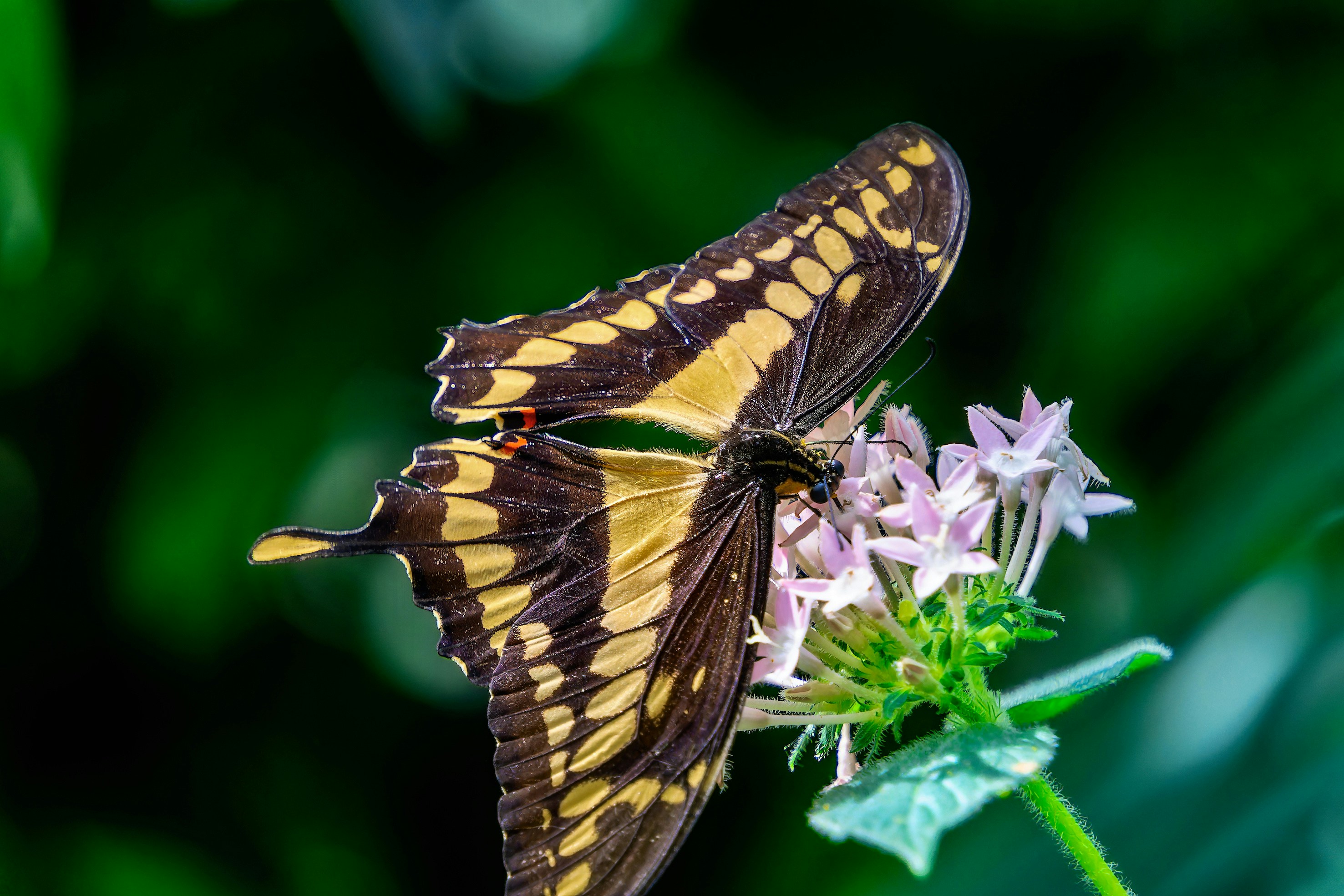 Butterfly on pink flowers in a butterfly house.