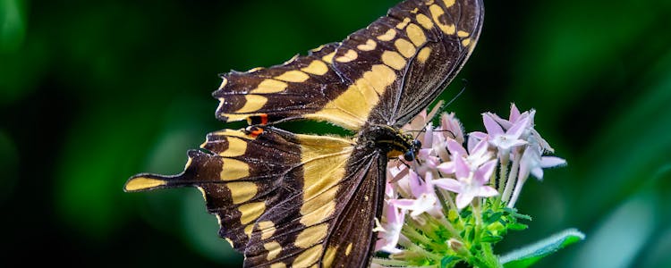 Butterfly House