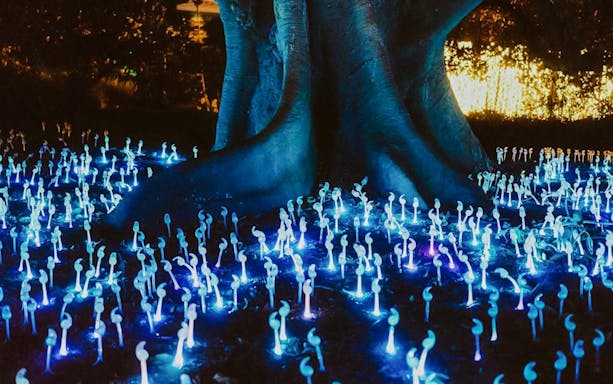 Illuminated art installation at Vivid Sydney festival with glowing blue lights around a tree.