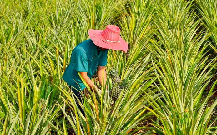 Worker harvesting pineapples at a plantation during a farm tour and tasting.