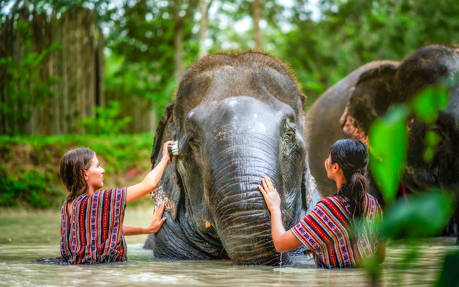 Women bathing an elephant at Elephant Jungle Sanctuary, Phuket, Thailand.