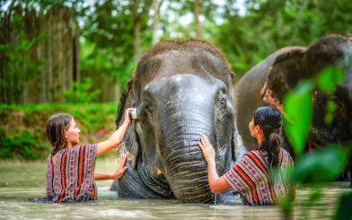 Women bathing an elephant at Elephant Jungle Sanctuary, Phuket, Thailand.