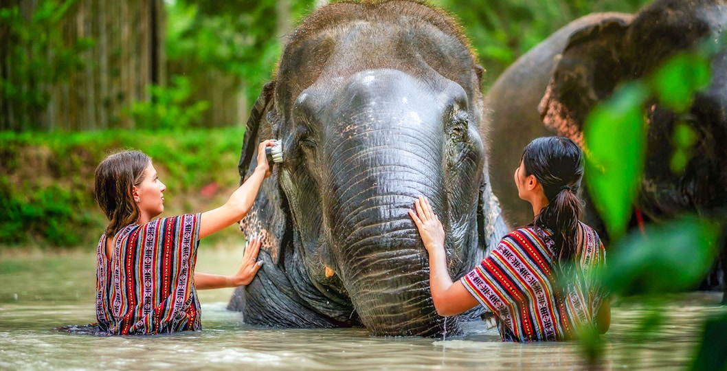 Women bathing an elephant at Elephant Jungle Sanctuary, Phuket, Thailand.