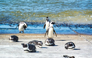 Penguins resting and preening at Stony Point Nature Reserve, Betty's Bay, Western Cape.