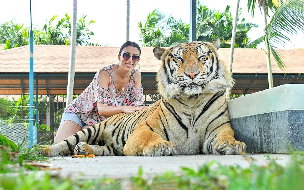Guest posing with tiger at Tiger Park Phuket.