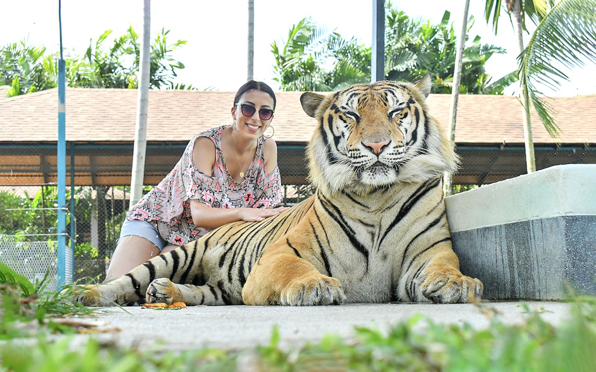 Guest posing with tiger at Tiger Park Phuket.