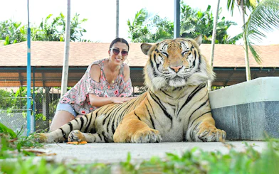 Guest posing with tiger at Tiger Park Phuket.