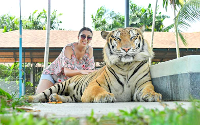 Guest posing with tiger at Tiger Park Phuket.