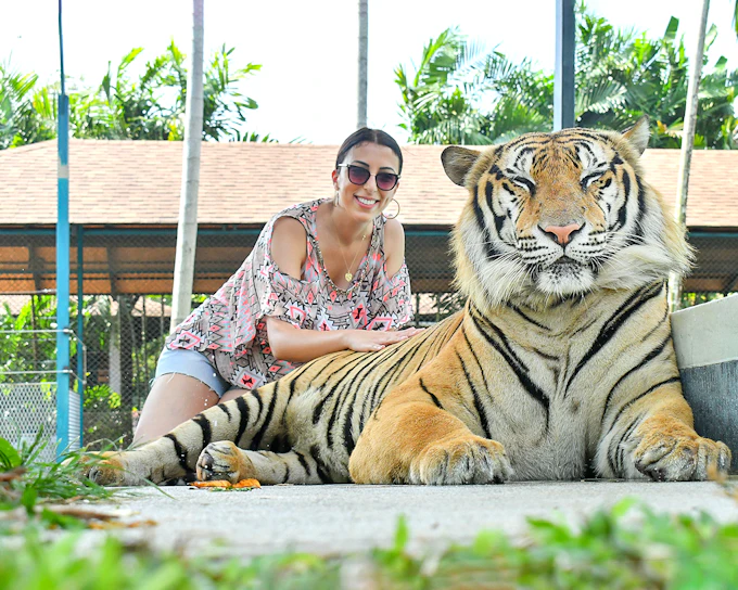 Tiger Park Tickets with Tiger Interactions