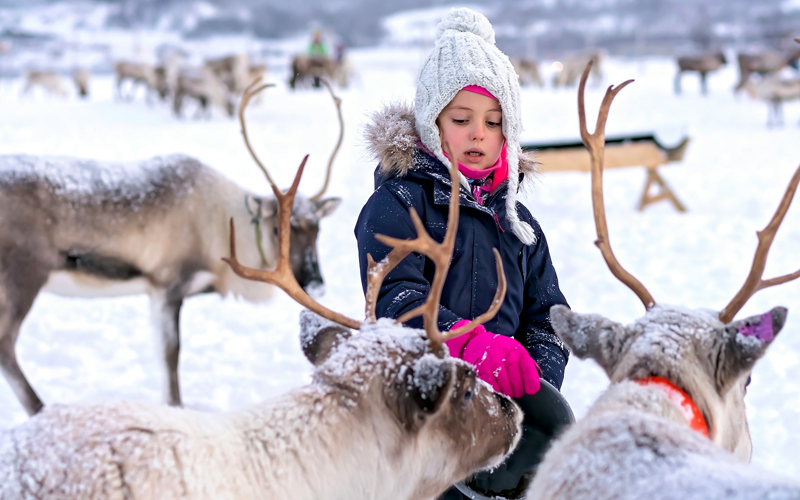 Little girl interacting with reindeer in snowy landscape.