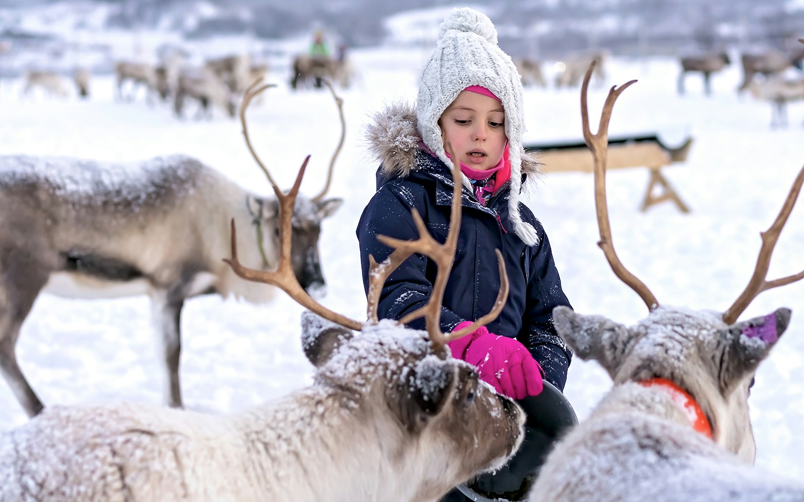 An Arctic activity suitable for all ages
