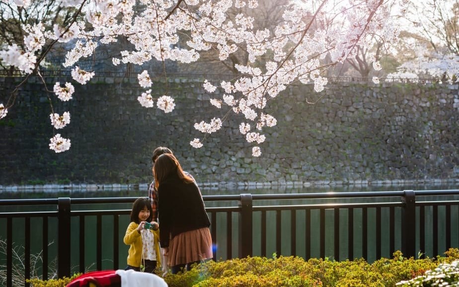 Family enjoying cherry blossoms near Osaka Castle moat.