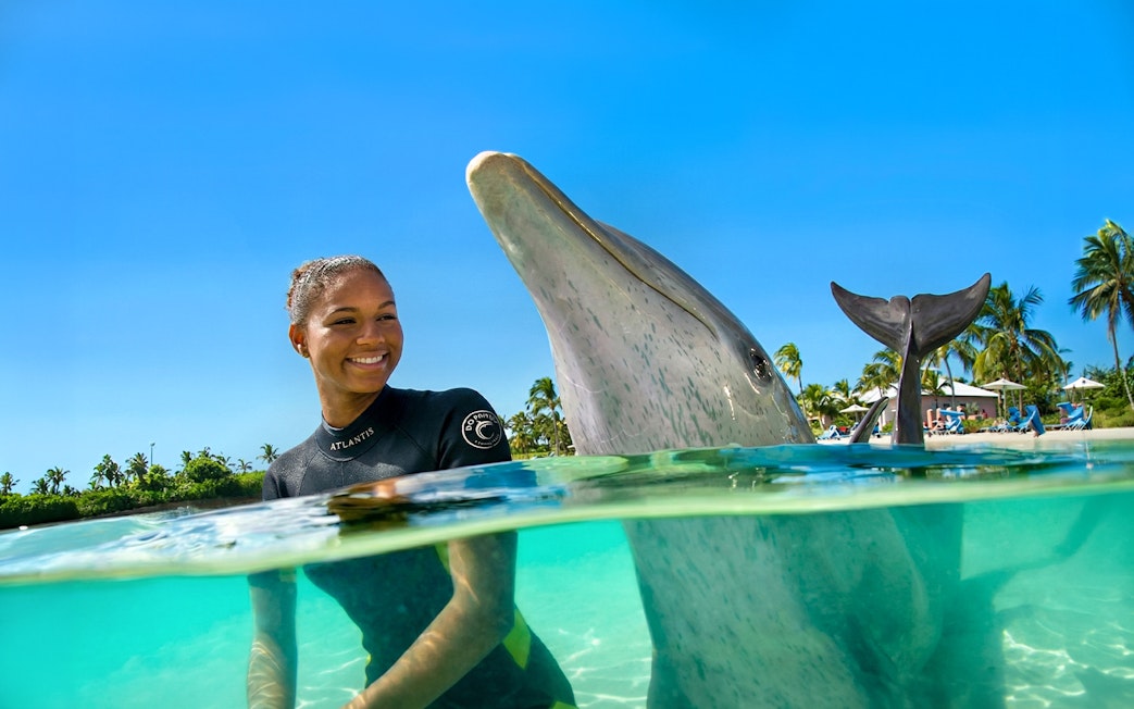 Person interacting with a dolphin at Atlantis Aquaventure, Nassau, Bahamas.