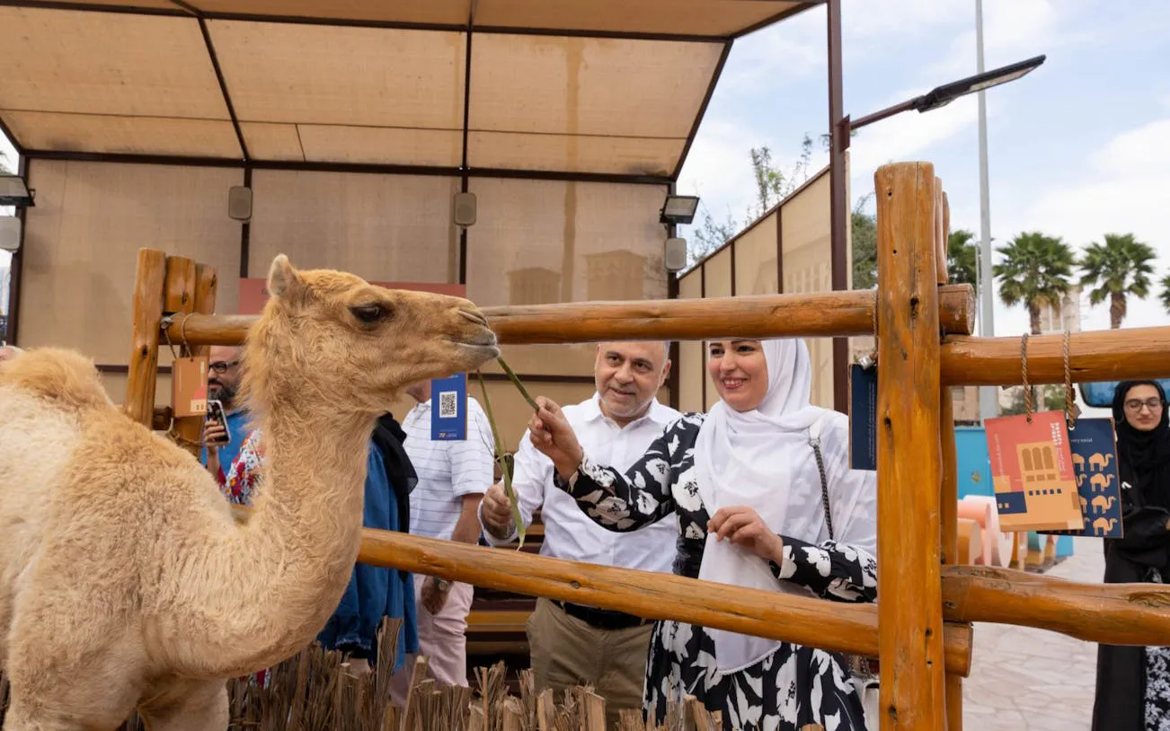 Visitors feeding a camel during the Emirati Trolley Tour in Dubai, showcasing cultural storytelling.