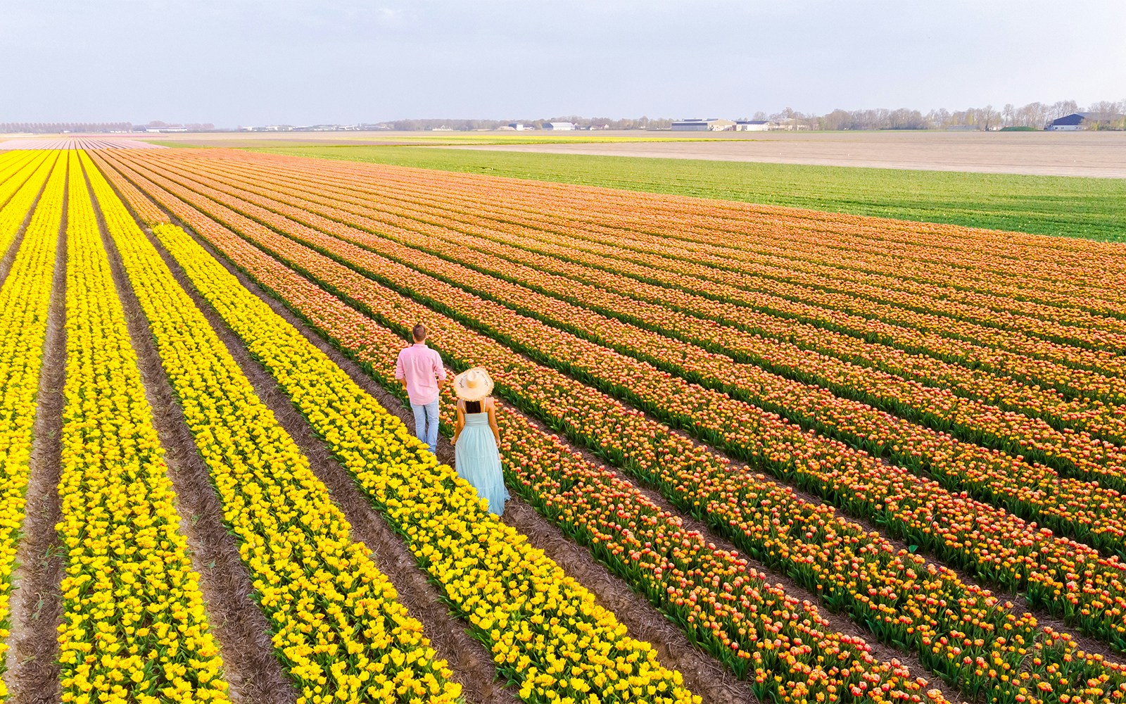Couple walking through vibrant tulip fields during tulip season in Amsterdam.